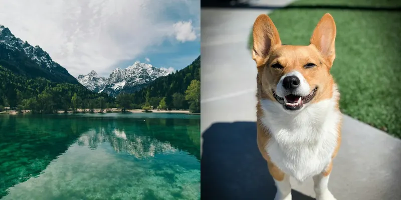A two-side-by-side collage: a mountain lake on the left and a dog on the right, one square each