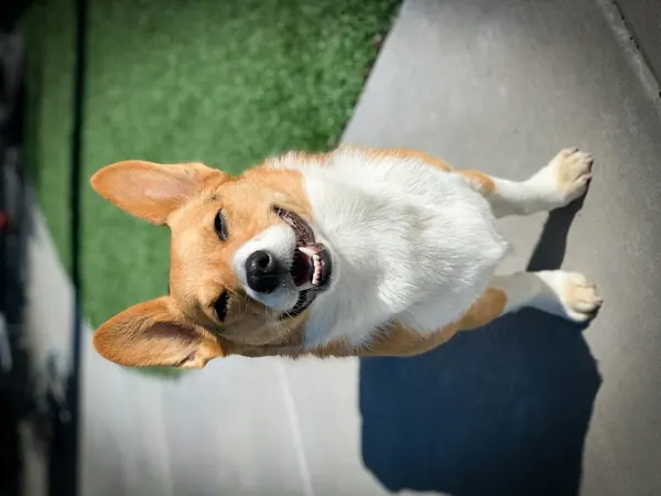 Before rotating: a photo of a dog lying on its side