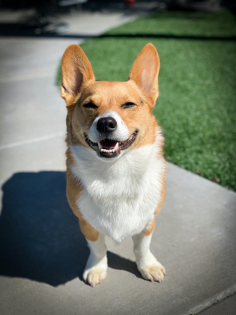 Original: a photo of a corgi