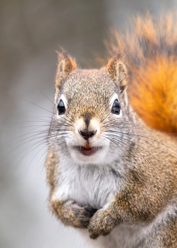 Original: a photo of a squirrel
