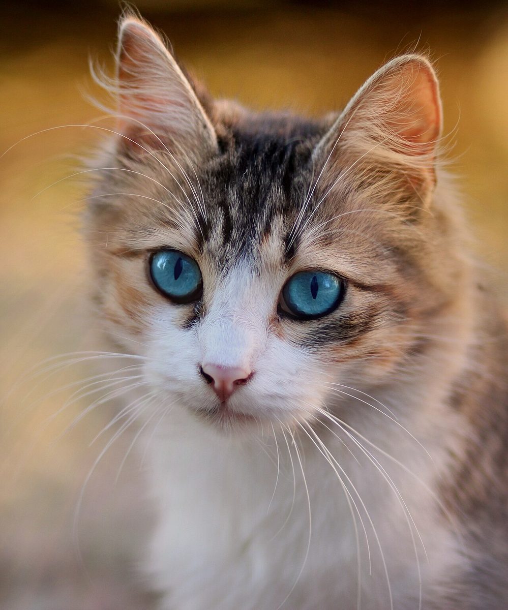 Original: a photo of a blue-eyed tabby cat